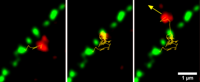 A pre-60S subunit (red) passes through a nuclear pore: