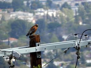 Using unstructured crowd-sourced data to evaluate urban tolerance of terrestrial native animal species within a California Mega-City