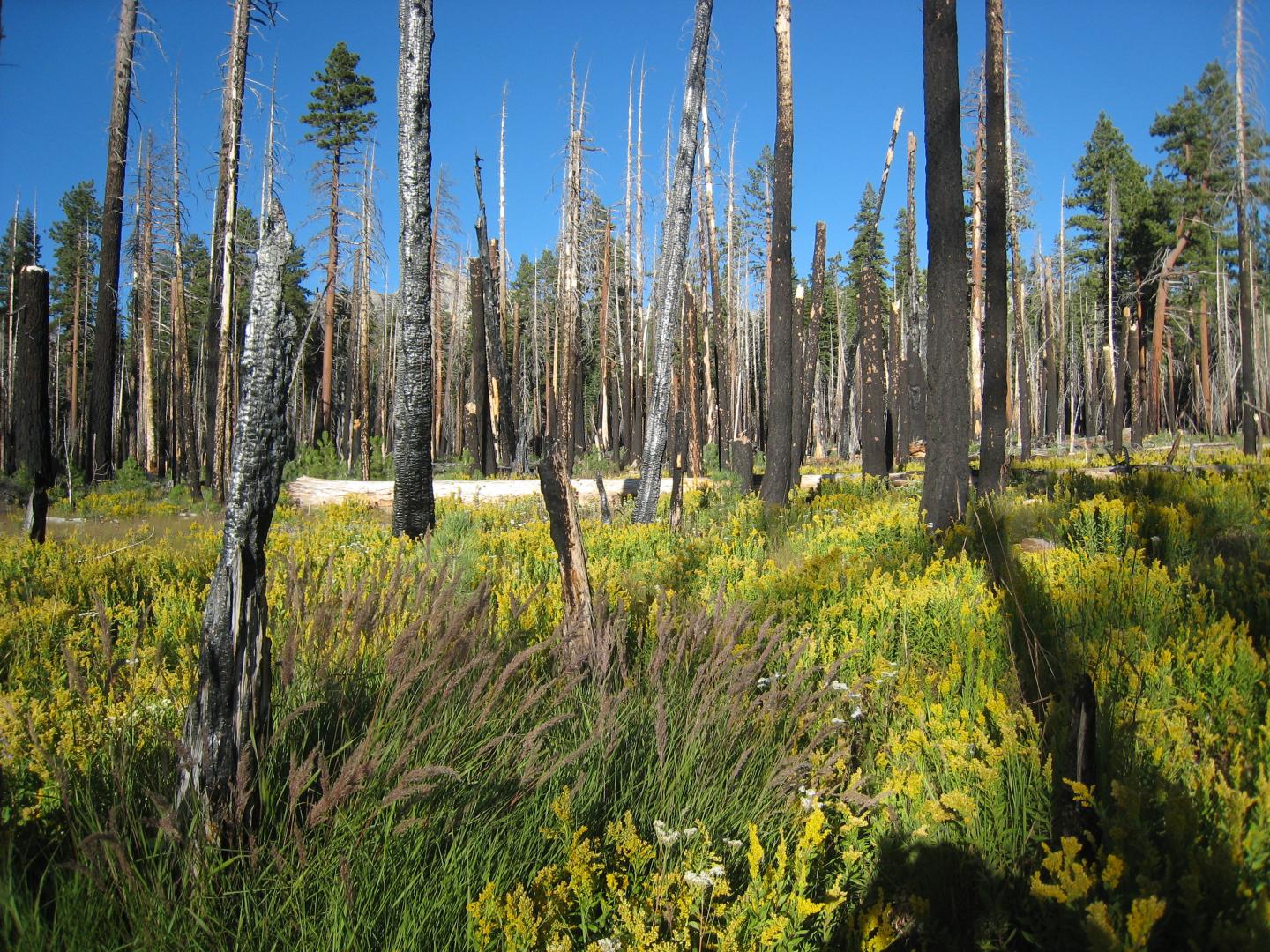 Wetland in Illilouette Creek Basin, Yosemite