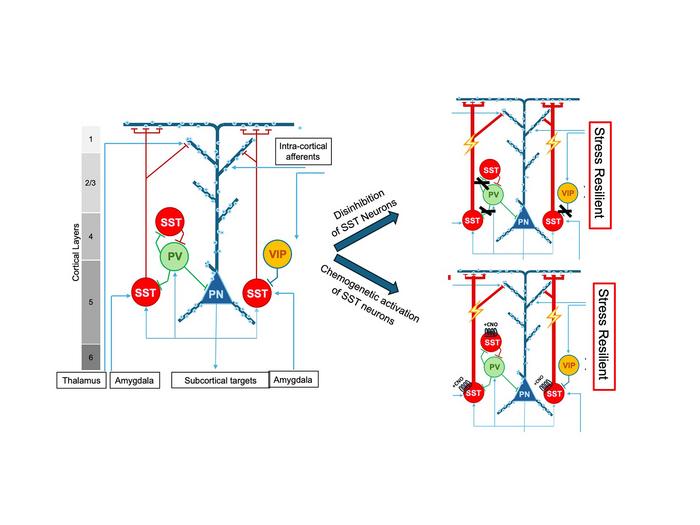 sex-specific regions of the brain and stress