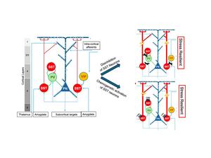 sex-specific regions of the brain and stress