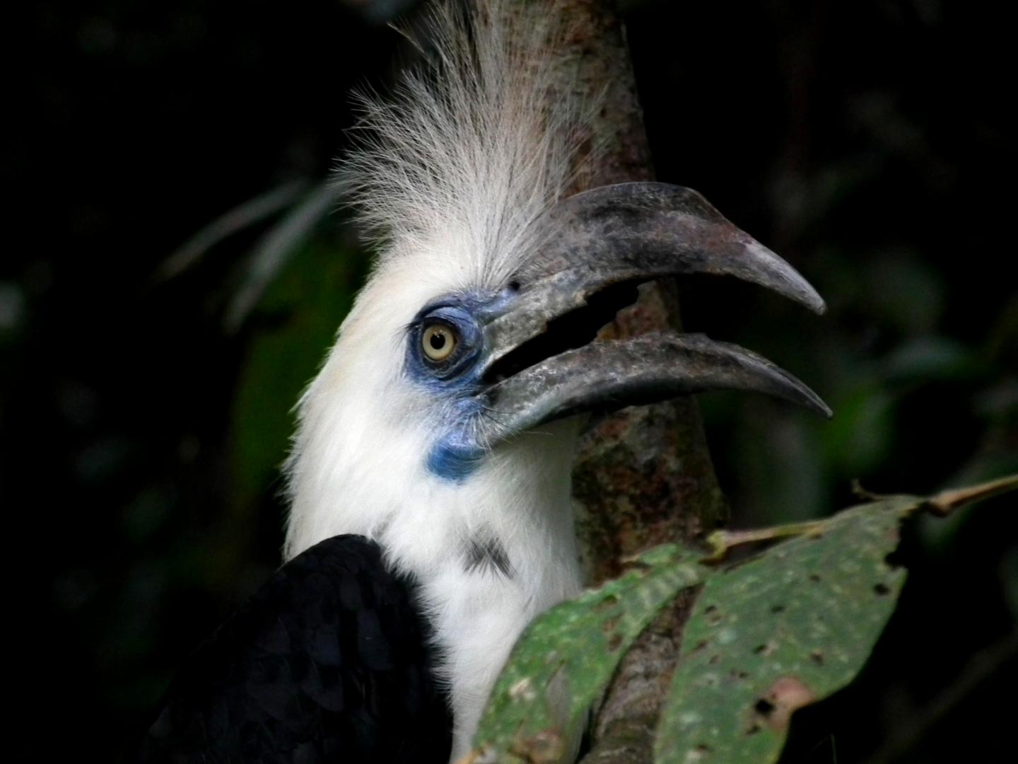 White Crowned Hornbill