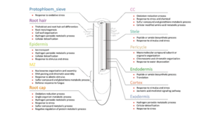 Title: Maize root-tip structure with the 11 major cell types identified.