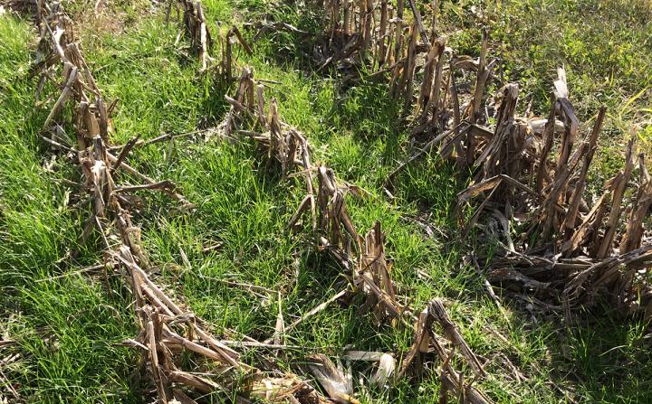 Ryegrass Cover Crop