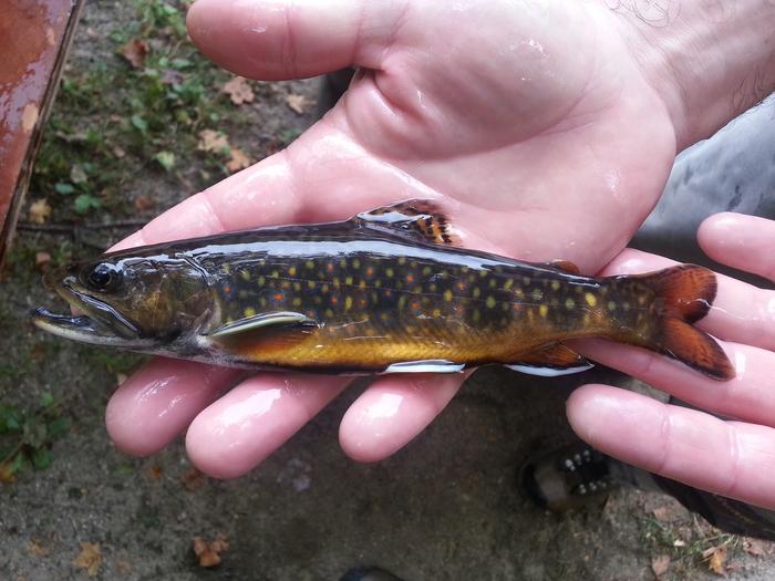 Many fish species, like this brook trout, are predicted to decrease in their size at maturity due to warming waters.