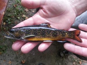 Why are fish getting smaller as waters warm? - Vimarsana News