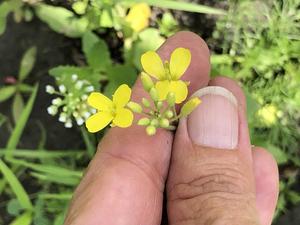 Persistence of genetically engineered canola populations in the U.S. and the adventitious presence of transgenes in the environment