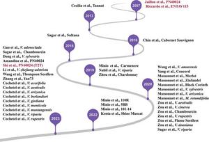 The history of grape genome sequencing.