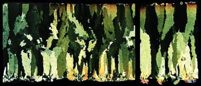 <I>Sankofa pyrenaica</I>