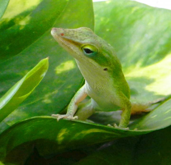 Green Anole Lizard