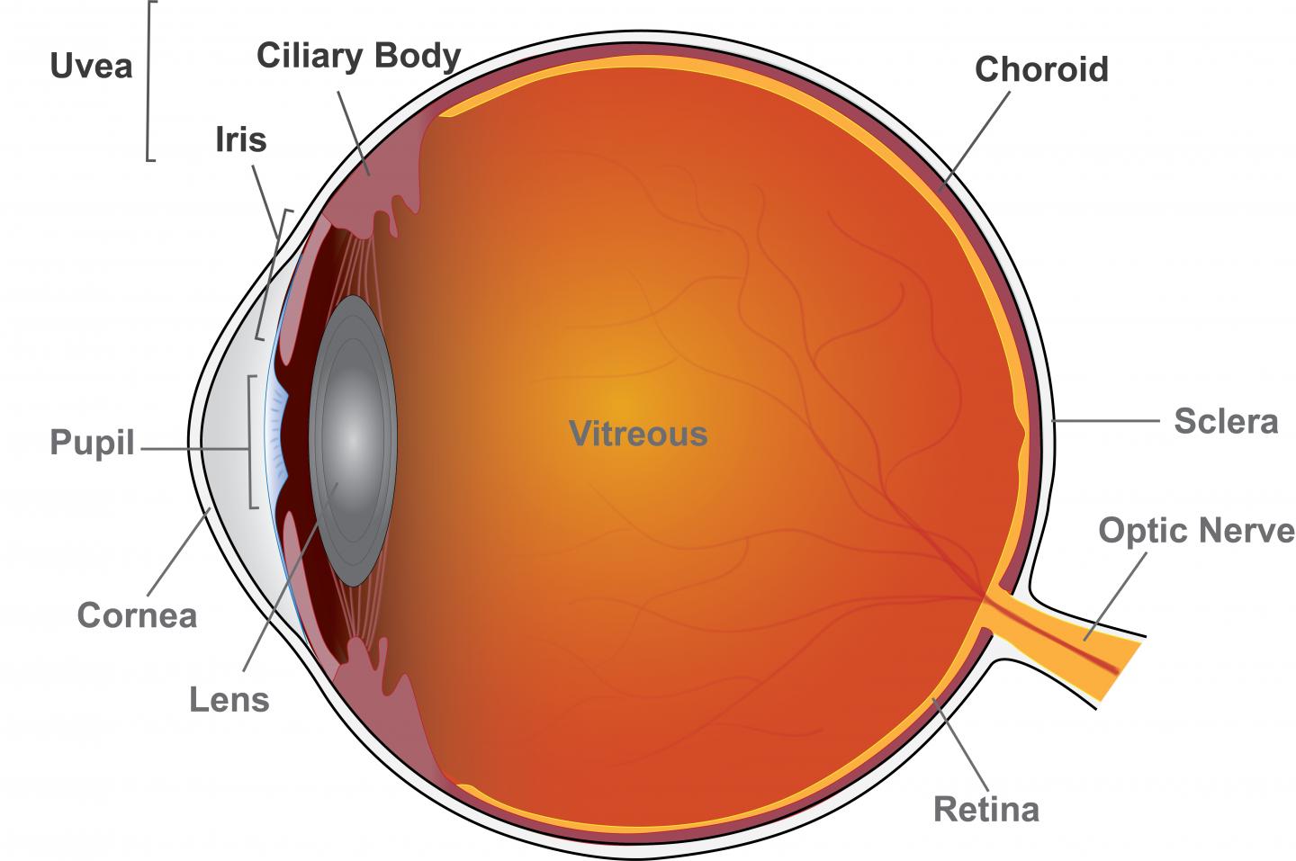 Anatomy of the Eye