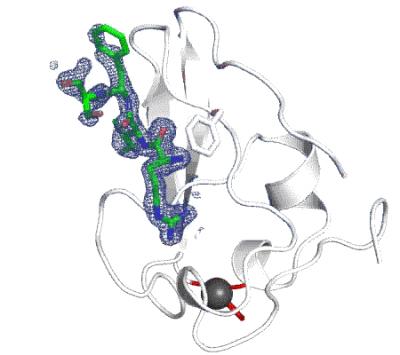 Your Body Recycling Proteins (2 of 2)