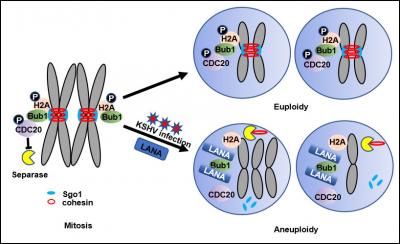 How a Tumor Virus Destabilizes the Genome