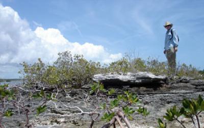 Short and Narrow vegetation