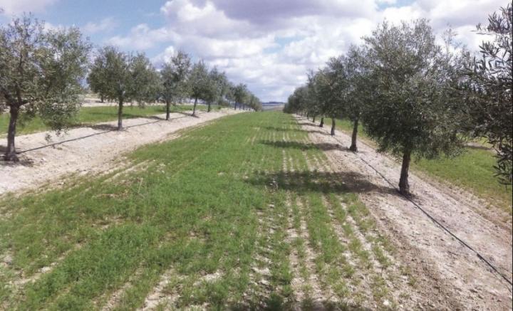 Cover Crops Growing among Olive Trees in Spain