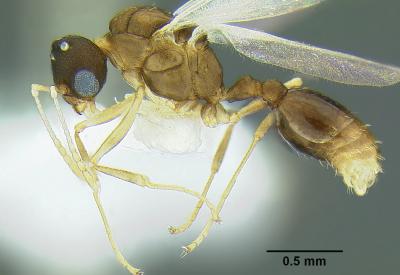 <i>Temnothorax anaphalantus</i>