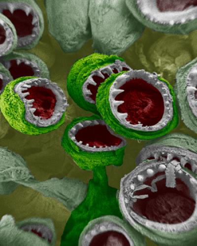 <i>Squid Suckers: The Little Monsters That Feed the Beast<i/>