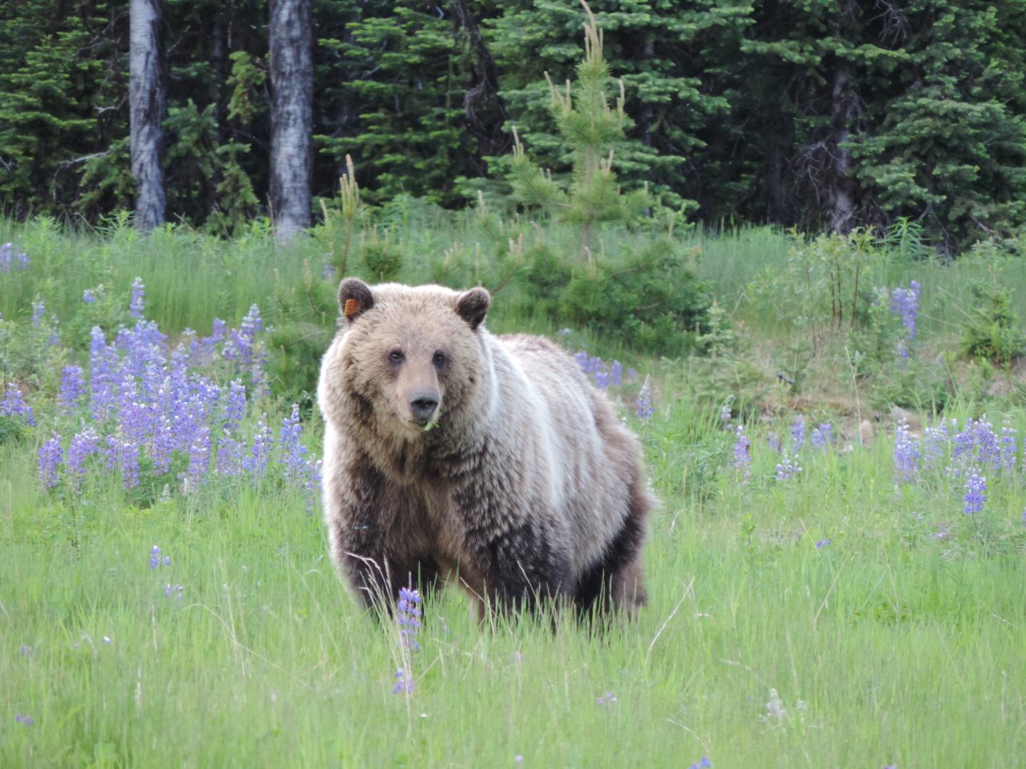 Factors Affecting the Success of Grizzly Bear Translocations