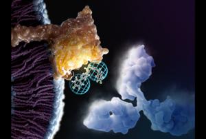 Researchers have analyzed the key  interactions between the checkpoint protein (yellow) and an monoclonal antibody (light blue cloud structure) to virtually identify small molecules that can mimic the interaction of monoclonal antibodies with immune check