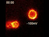 Fluorescent Tarantula Probe for Potassium Ion Channels