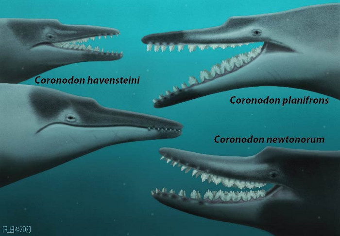 Coronodon Family Portrait