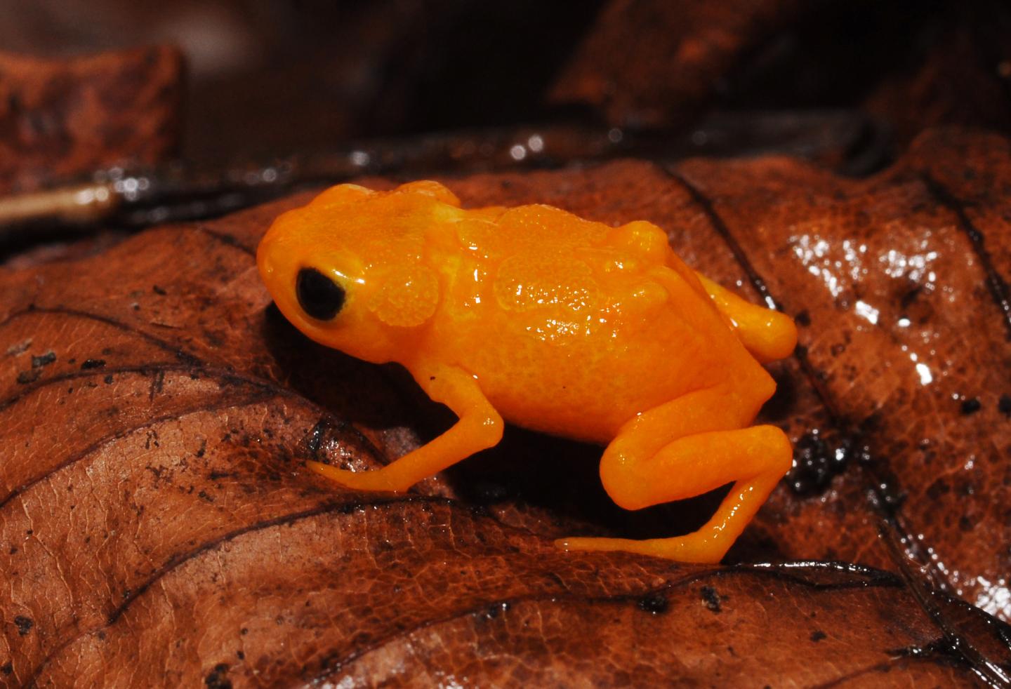 Poisonous orange mini-frogs discovered in Brazilian forest