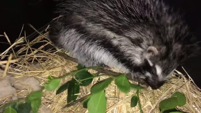 Crested rat slobbers poison on its fur, dares predators to bite