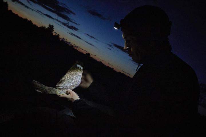 Gabriel with Nightjar 2