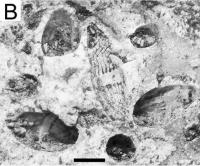 Fossils in Paleozoic Chert Millstones.