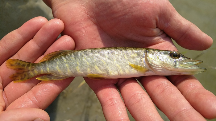 Young Baltic pike.