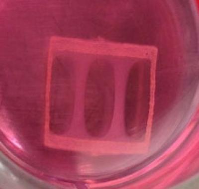 Human Muscle Bundles