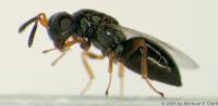 Female Nasonia Wasp Grooming