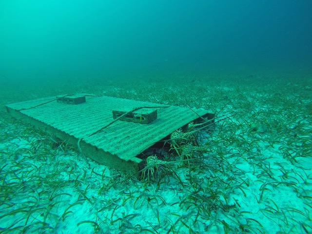 Caribbean Spiny Lobsters in Artificial Habitat