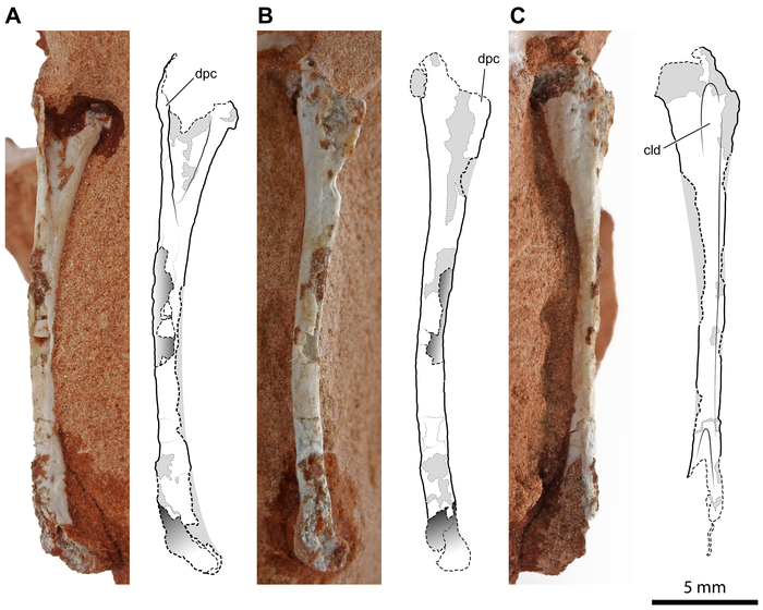 Right humerus of Faxinalipterus