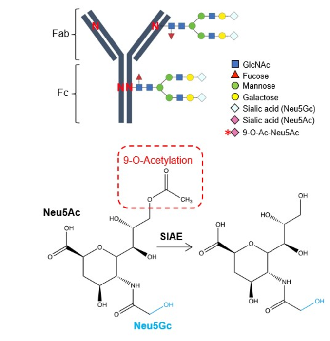 How pregnant Women produce Super Antibodies