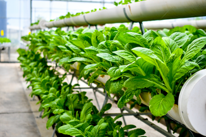 Indoor Farming