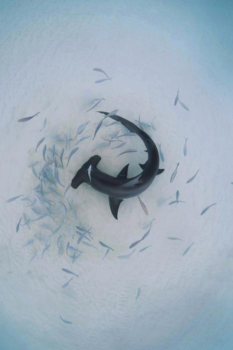 A great hammerhead shark circles beneath the water