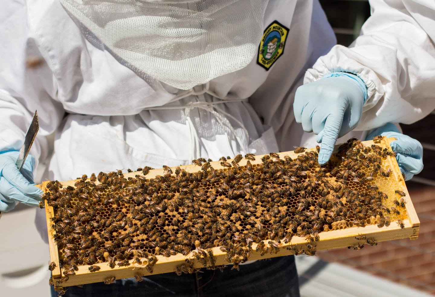 Bees at Georgia Tech