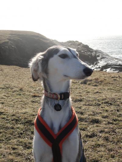 Saluki Dog