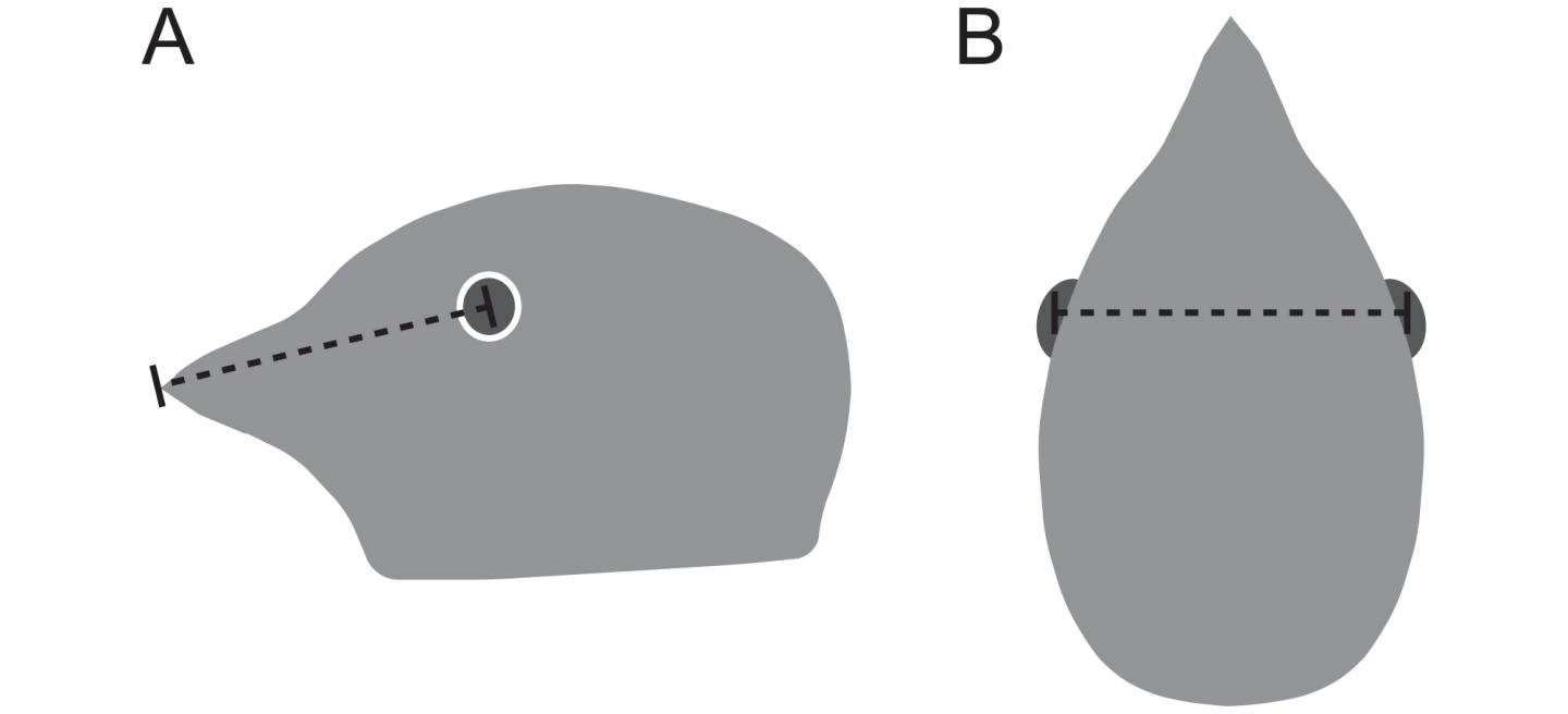 A Bird's Blind Spot Plays an Important Role in its Vision