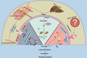 The mechanism of gastrointestinal tumors involved in the ferroptosis pathway