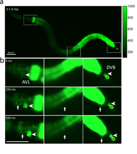 Calcium-fluorescence images of roundworm