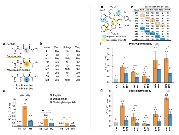 Figure 1. Analyzing the effect of amide-to-ester substitution on the permeability of cyclic peptides.