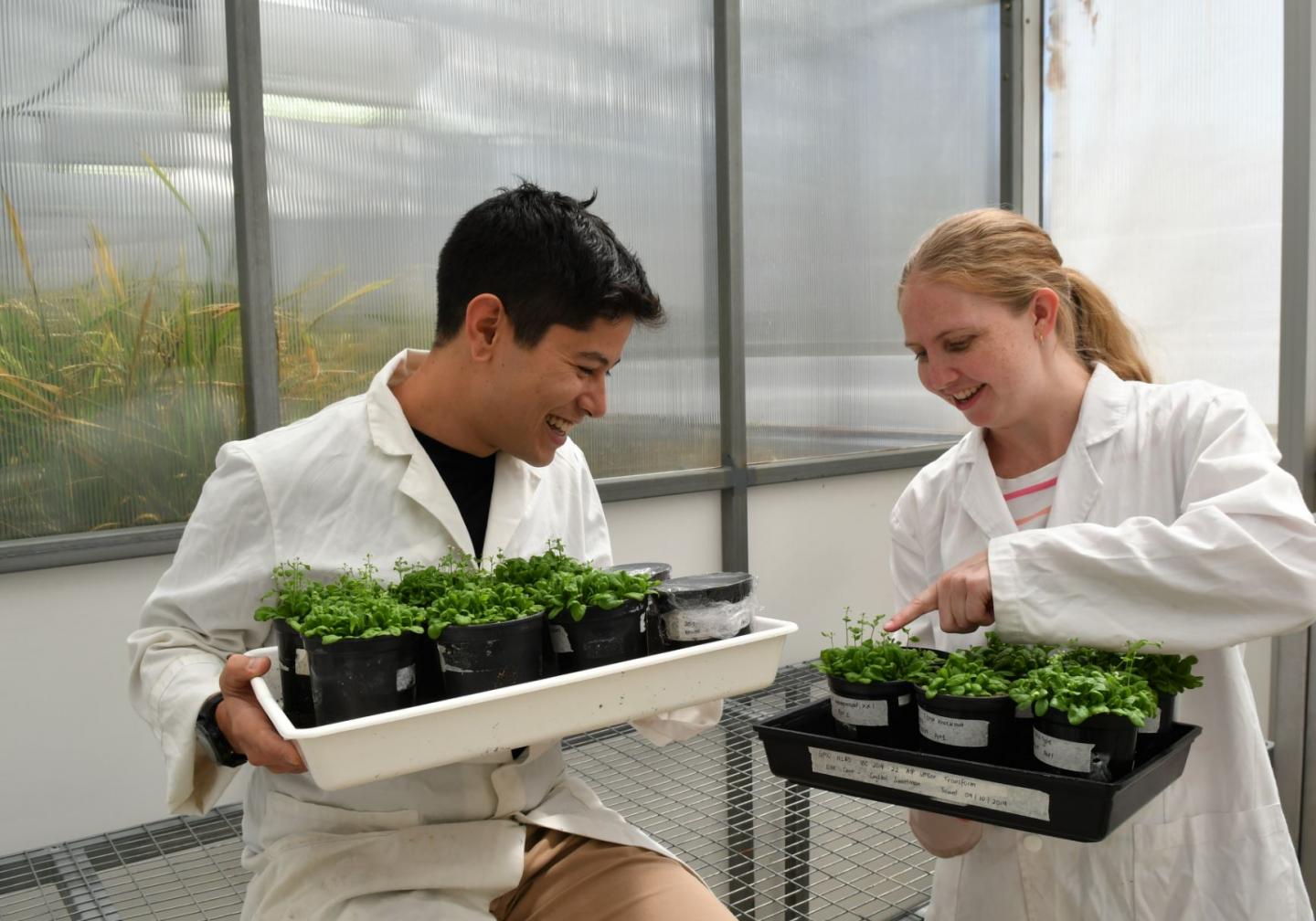 Experiments on a Model Plant for Climate Adaptation Breeding