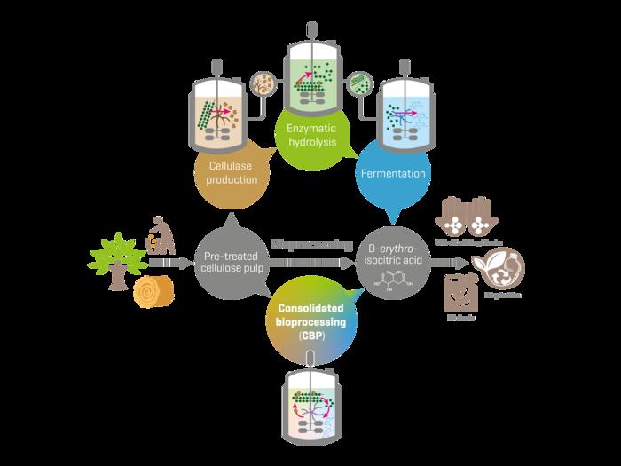 Conventional versus consolidated bioprocess