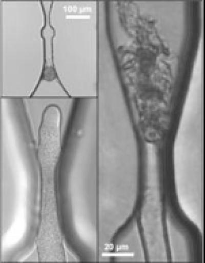 Pollen Tubes Growing through the Microscopic Obstacles