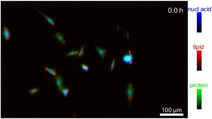 Infrared (IR) Imaging of Live Cells