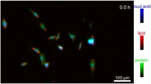 Infrared (IR) Imaging of Live Cells