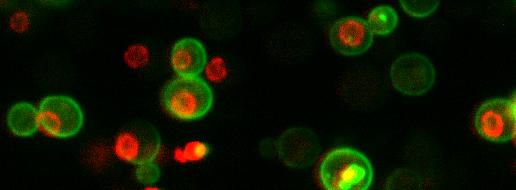 Glowing Proteins in Cells