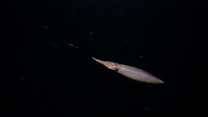 GUAY2647_dive_humboldt_squid_and_ink_cloud_2_4